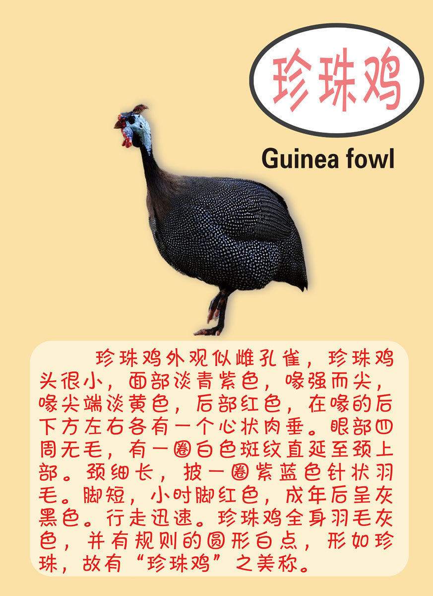 208海报展板素材(制作)2537 珍珠鸡简介图片贴纸