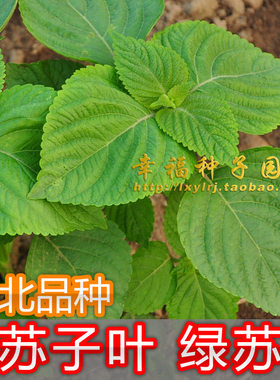 东北苏子叶种子紫苏白苏食用香药