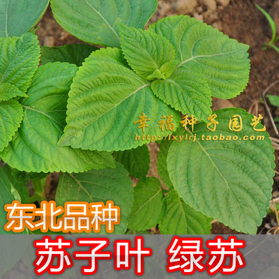 东北苏子叶种子紫苏白苏食用香药