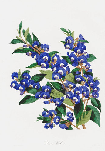 设计素材 1834年Joseph Paxton复古植物插画图案资料 278P