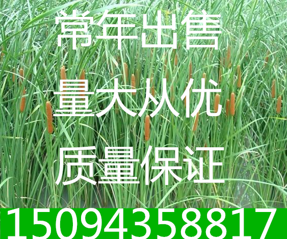 池塘水边绿化造景植物香蒲水烛净化水质香蒲草香蒲苗菖蒲苗蒲苗