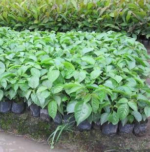 绿化小苗 秋枫苗 秋枫树苗 胶东苗 重阳木苗 秋风子 红桐 乌杨苗