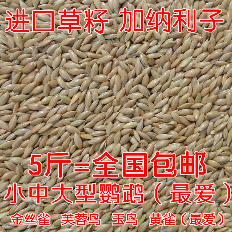 进口加纳利子草籽粟金丝雀鸟粮
