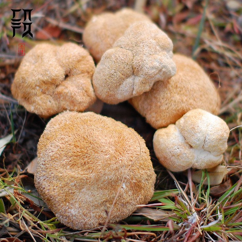 白族段妈妈/猴头菇/干货猴头菌菇/猴头蘑菇/煲汤/200g