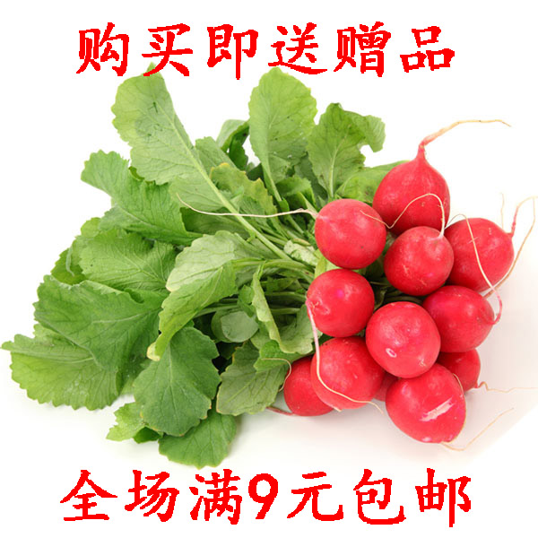 蔬菜种子红色盆栽四季樱桃萝卜