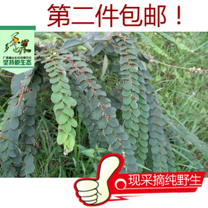 广西野生新鲜中药材 毛排钱草 金钱豹 钱串草排钱树叠钱草