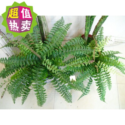 绢花蕨类小号绿色植物