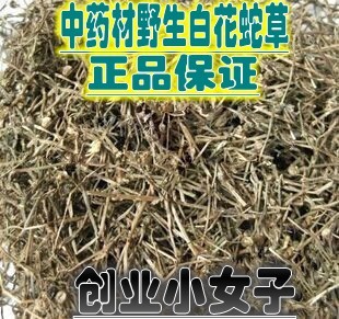 野生中药材白花蛇舌草