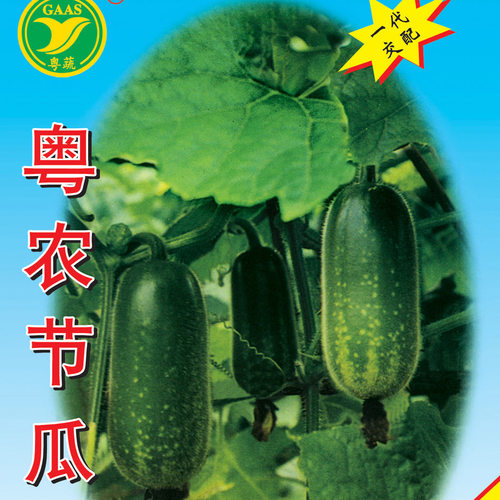 结果容易农科院经典节瓜品种种子