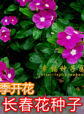 盆栽金盏草日日新长春花种子