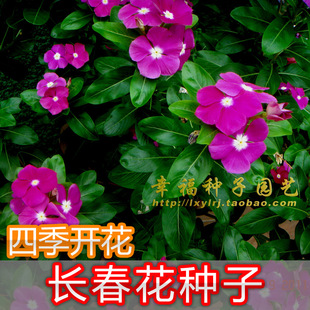 【长春花种子】盆栽花卉种子 香药草金盏草 日日春 日日新 雁头红