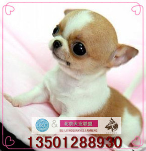 纯种吉娃娃幼犬出售茶杯袖珍吉娃娃犬宠物狗家养活体吉娃娃狗送货