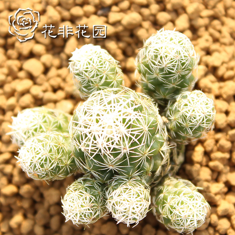 盆栽花卉仙人球多肉植物