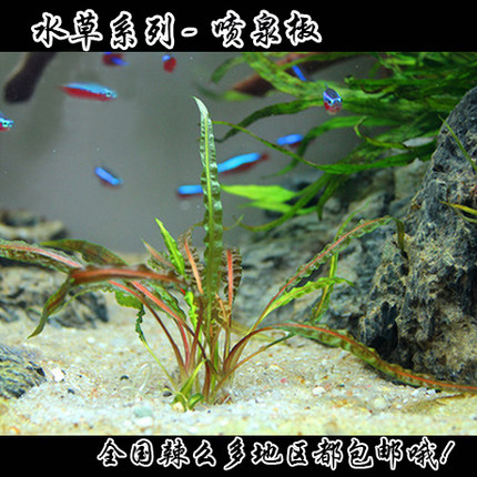 水草~水族水草~鱼缸造景水草~喷泉椒草~缎带皱边椒草~中后景水草