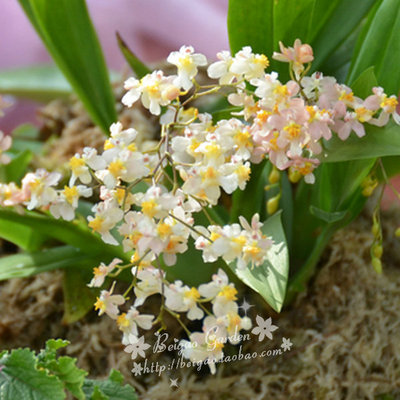 Dây cáp làm vườn dây buộc dây quấn dây cáp cung cấp làm vườn với máy cắt dây 20 mét - Nguồn cung cấp vườn bộ vòi tưới cây