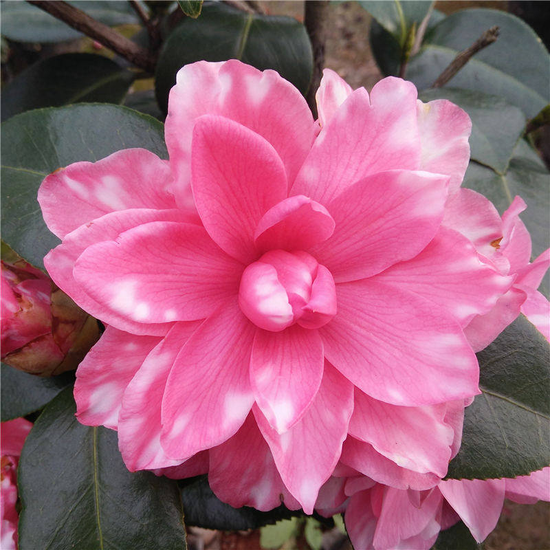 斑砂金茶花苗 原生苗 扦插苗 实生苗 盆栽茶花 名贵茶花品种 砂金