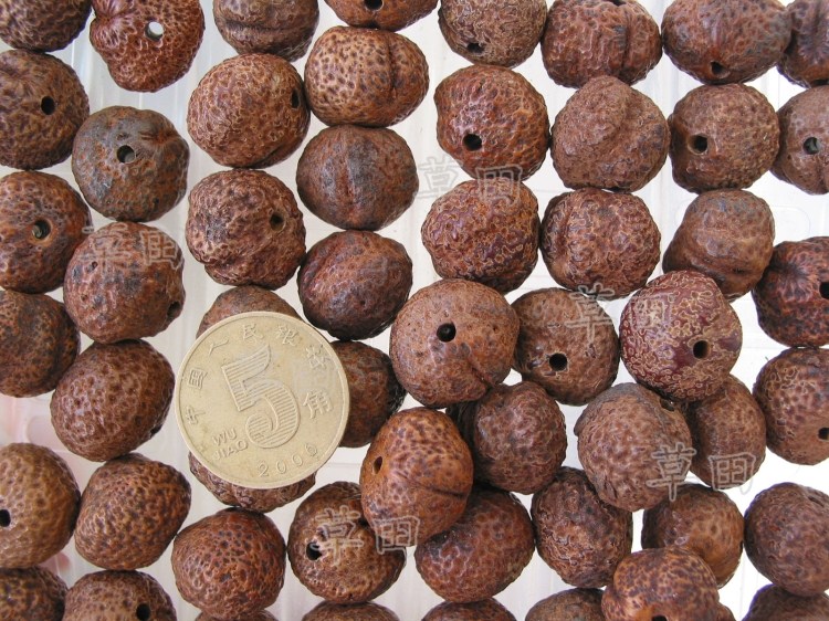 diy原籽金蟾散珠菩提籽种特价