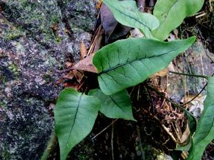 广西原生 稀有蕨类 心叶石韦 水陆缸生态缸热带雨林水石造景绿植
