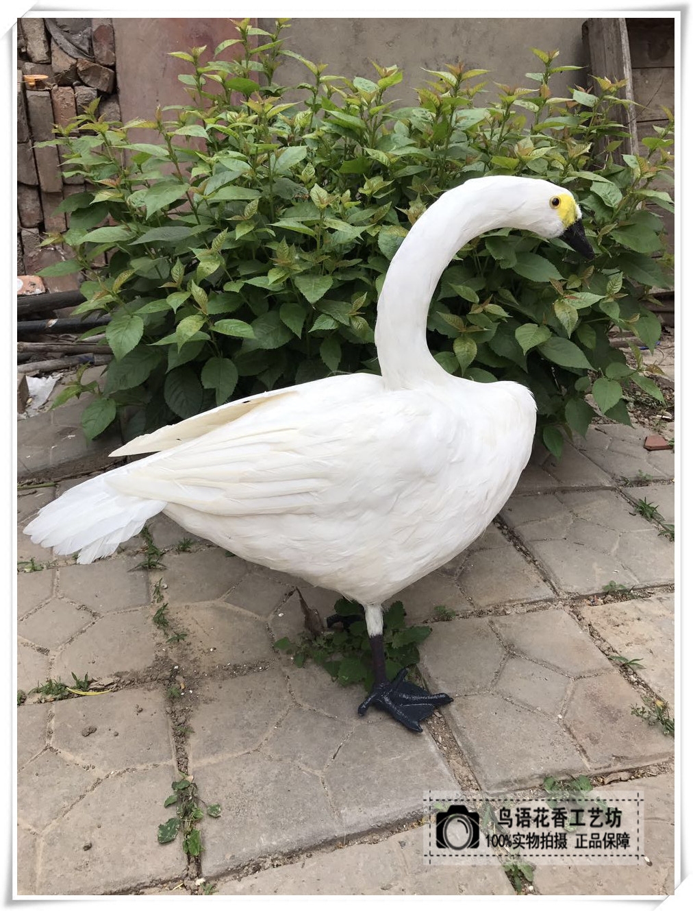 仿真天鹅羽毛天鹅摆件白色天鹅模型影视拍摄道具婚庆道具橱窗摆设