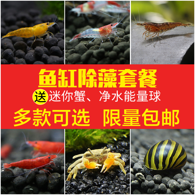 餐 水族箱草缸清洁工具除藻虾螺组合集火虾斑马螺1102鱼缸除藻套