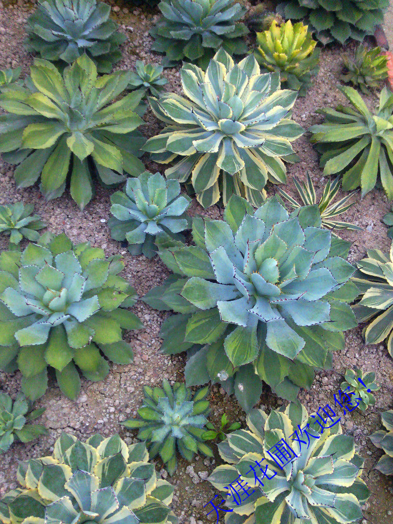 吉祥冠锦【吉祥冠锦】超大多肉新货精品防辐射防甲醛净化空气