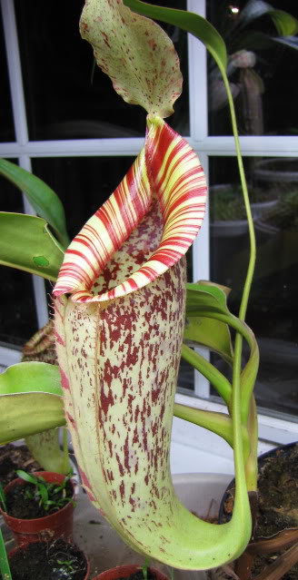 黛瑞安娜猪笼草(n.dyeriana)笼子巨大值得拥有 产家直销!