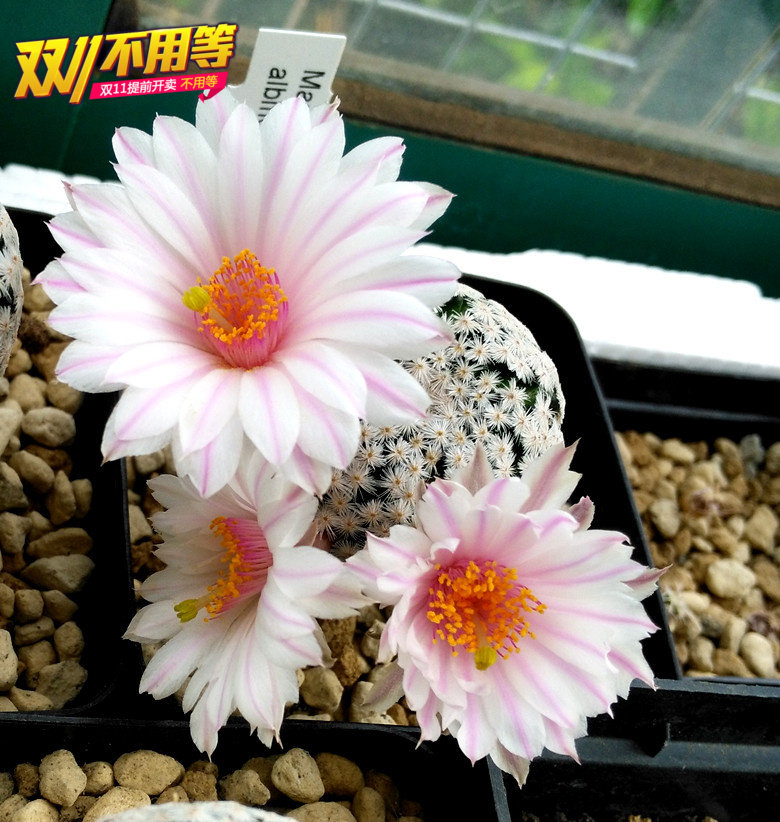 白鹭乳突属美花实生仙人球Mammillaria herrerae v. albiflora