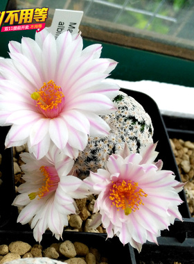白鹭乳突属美花实生仙人球Mammillaria herrerae v. albiflora
