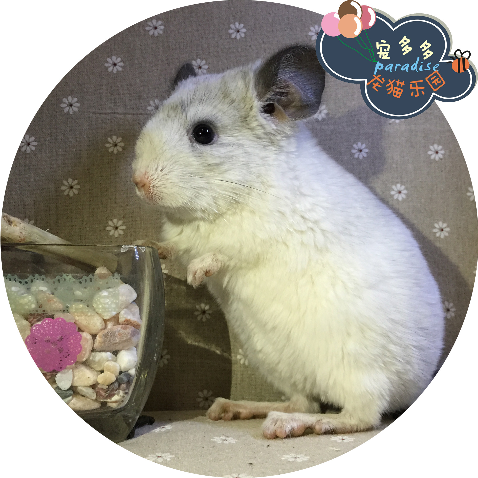 宠多多乐园 重庆龙猫活体实体店 银斑弟弟 视频选猫(现货实拍)