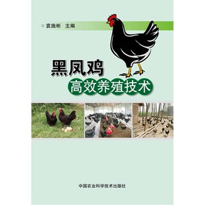 黑凤鸡养殖技术