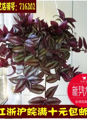 吊兰高端防辐射空气净化观赏植物