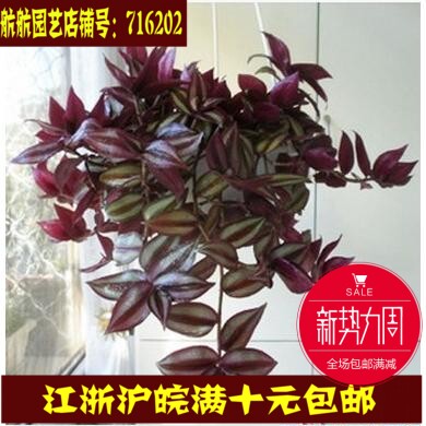 阳台花卉盆栽紫吊兰吊竹梅高端观赏植物防辐射空气净化有害气体