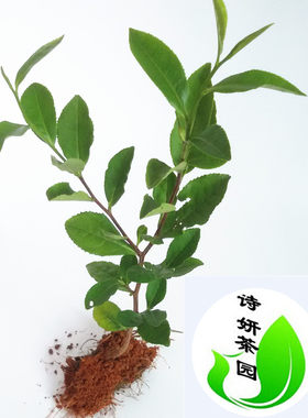 浙江龙井茶叶树苗 盆栽龙井43绿茶苗 西湖龙井茶树群体种长叶种