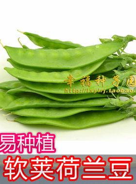 甜豌豆种子豌豆尖荷兰豆豌豆苗