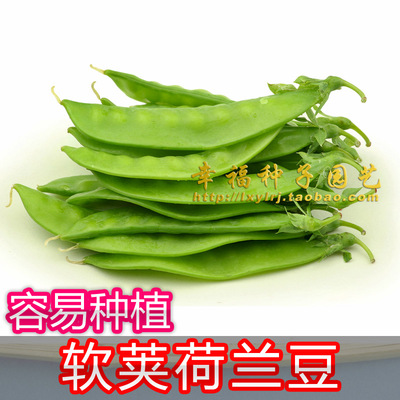 甜豌豆种子豌豆尖荷兰豆豌豆苗