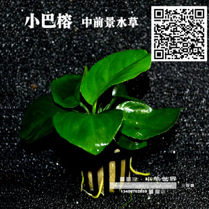 【水草世界】小水榕 小巴榕杯水草 前景水草 可以绑沉木 容易养活