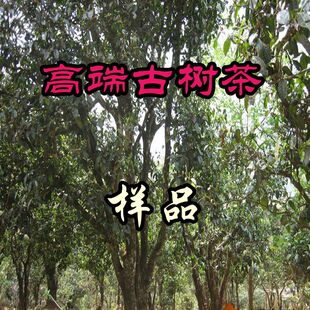 高端古树茶样品260元 茶叶量按价格计算凑数 只限5种以内样品