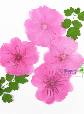 干花材料植物标本压花