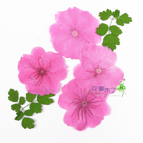 干花材料植物标本压花
