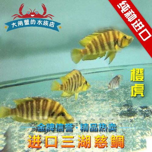 【冲冠特惠】德系三湖慈鲷坦鲷 橘子虎 橙虎 热带鱼 新品包活 - 封面