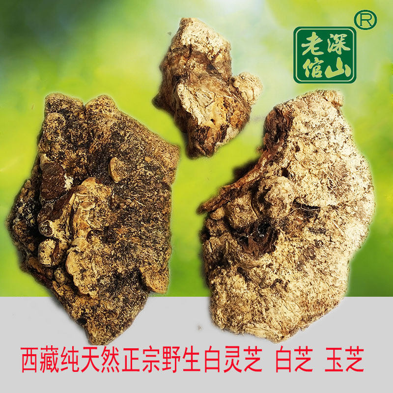 正宗深山老倌西藏野生白灵芝 白芝 玉芝500克包邮 今年新货上市