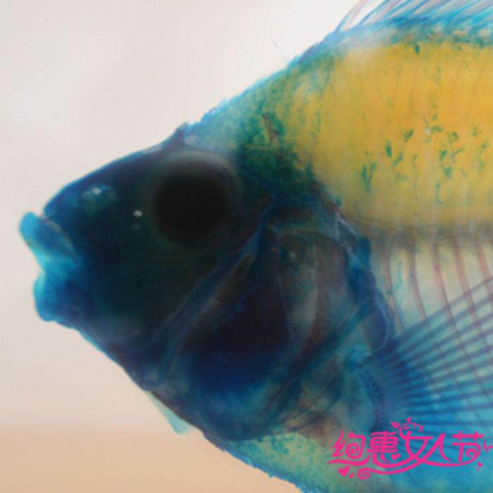 时尚世界小屋元宝鹦鹉透明鱼骨骼标本旅游纪念品送礼收藏正品保障