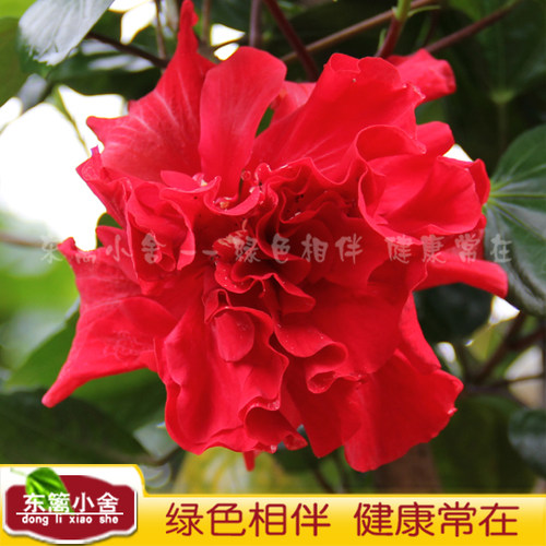 东篱小舍扶桑大花重瓣朱槿牡丹