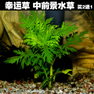 幸运草 前景水草 鱼缸水族箱造景水草 活体水草 淡水植物水草
