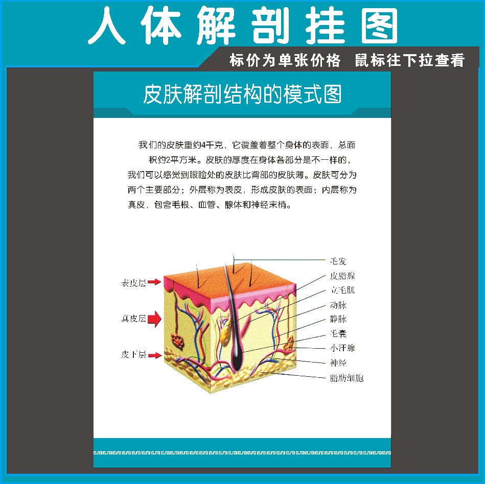 皮肤组织结构示意图医学宣传挂图人体器官解剖图展板医院布置海报