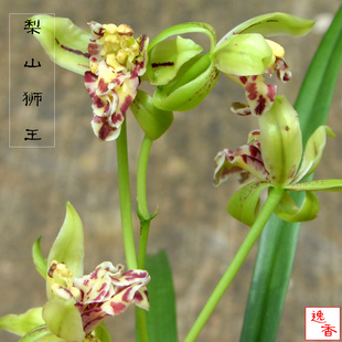 建兰名品兰花奇花梨山狮王夏带花苞蕙兰墨兰春兰春剑室内盆栽花卉