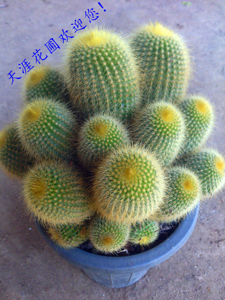 金晃  金丝猴群生仙人球掌室内防辐射吸甲醛.