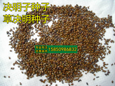 望江南种子野扁豆种子狗屎豆种子羊角豆种子黎茶种子黄花决明种子