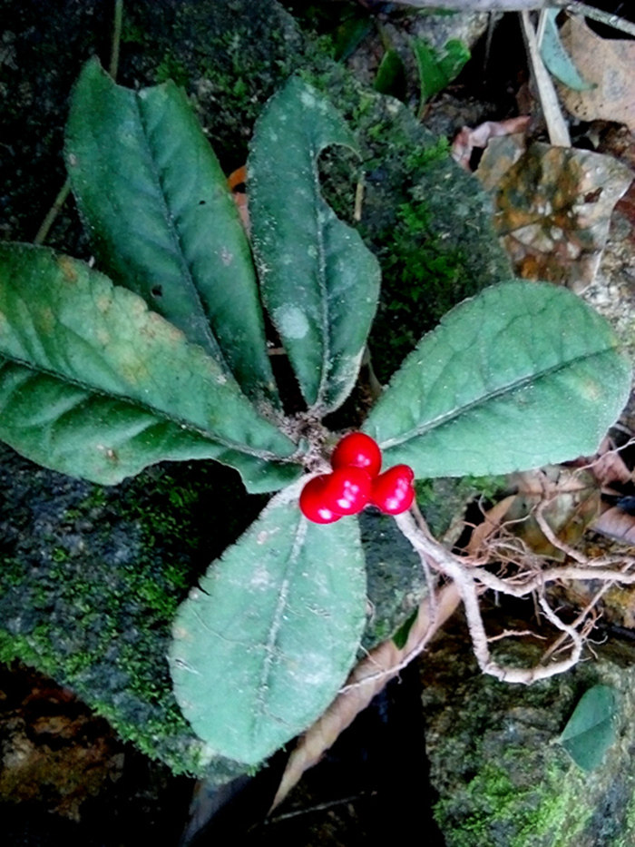 广西原生稀有 莲座紫金牛 观果花卉盆栽 生态缸热带雨林造景植物