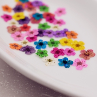 24朵价 小水仙 干花押花 美甲押花滴胶手机壳时光宝石DIY真空包装